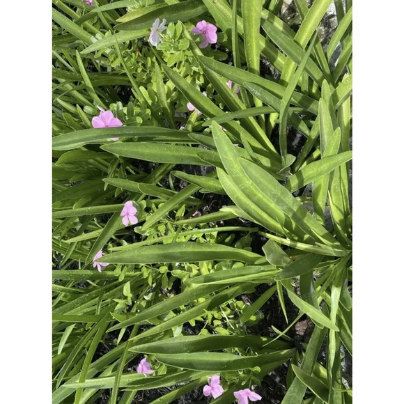 30 Bulbs NO Foliage BEACH SPIDER LILY BULBS (Hymenocallis Littoralis) POLLINATOR - Picture 3 of 6